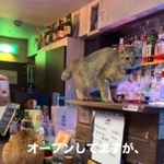 保護猫ちゃんたちがおもてなしをする猫バーが話題に（「Cats in the Box.」さん提供、Instagramよりキャプチャ撮影）