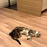 一緒にスヤァ…（画像提供：あんこともなか 充電ねこさん）