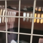 子猫を無事に救出することができ、まずは一安心