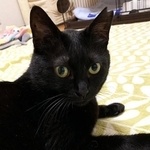 地域猫として複数の子猫たちと一緒に保護された母猫・のんちゃん