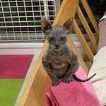 【ビフォー写真】保護時のマメ生くん。ガリガリに痩せていて、耳が大きくまるでヨーダ？（「にゃんこカフェ」田中さん提供）