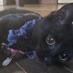 瀕死の状態で保護されるも元気に育った黒猫ぐらりん