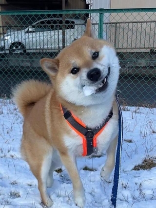 「期間限定メニュー、いただきますワン☆」←「そうじゃない…」（画像提供：柴犬ふう太さん @fufufufufu_ta）