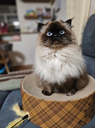 【ビフォー写真】ご用がある時は、大きな瞳でいっしんに飼い主さんを見上げてきますが…（画像提供：ねぎまるさん）