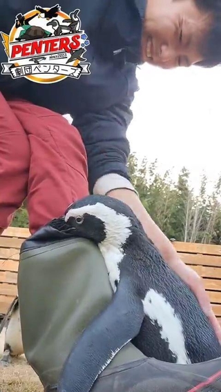 長靴をくわえて脚を叩き続けるガンくん ※イマイケルさんのX動画より抜粋