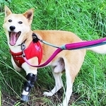 罠にかかり足を失った元野犬