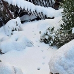 雪の上の小さな足あとが猫がいることを教えてくれた（つかねこ動物愛護環境福祉事業部さん提供）