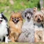 みなさんの好きな犬種は？　※画像はイメージです（photoAC）