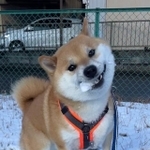 「期間限定メニュー、いただきますワン☆」←「そうじゃない…」（画像提供：柴犬ふう太さん @fufufufufu_ta）