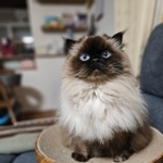 【ビフォー写真】ご用がある時は、大きな瞳でいっしんに飼い主さんを見上げてきますが…（画像提供：ねぎまるさん）