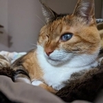 ふわふわな美猫さん