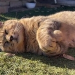 癒やされる…！！（画像提供：よつばとポン酢さん ※動画よりキャプチャ）