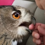 大型フクロウがパパに甘える様子はまるで猫のよう……！（提供：ジュニアジュニアさん）