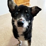 あなたは何犬ですか？