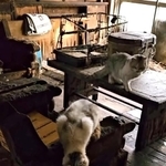 焼け焦げた室内には亡くなった飼い主さんの帰りを待っていた猫たち（アニマルスマイル香川さん提供、Instagramよりキャプチャ撮影）