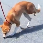 後ろの片脚を骨折した状態で発見された保護犬、アドちゃん