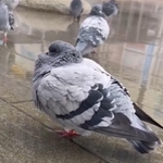 足湯するのは人間だけじゃないんです（萩原幸也さん提供）