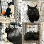 猫のあらゆるサポートを実施する団体「ねこから目線。」がTNRのために保護した猫たち