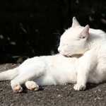 猫にとってブラッシングは不可欠です
