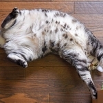 なかなか気づかない猫の乳がん、気をつけてあげて。写真はイメージです（ramustagram/stock.adobe.com）