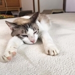 約1ヶ月以上、外を彷徨い続けたポロンさん