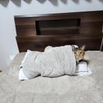 １月１４日にポストされた写真（画像提供：にゃん報さん）
