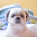 事故で亡くなったシーズー犬の「まる」ちゃん。人懐っこく、甘えん坊だった（写真はいずれも提供）