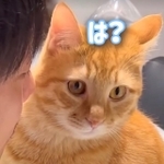 パパと目も合わせないとらまる君（提供：まんまるとらまるさん）