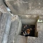 衰弱して溝から出られなかったという三毛猫さん（櫻園さん提供）