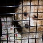 自分が飼育しているペットであっても、虐待すれば犯罪になりえます　※画像はイメージで、事件とは関係ありません（Tracy King/stock.adobe.com）