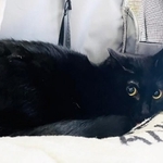首輪がたすきがけ状態になって保護された黒猫・たすきちゃん