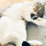 飼い主さんの元から脱走し、3週間も行方不明だったこてつくん