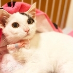 美人猫のなっちゃん。保護される前は過酷な環境で過ごしていました