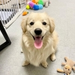 間違えられる犬種は、ダックスにゴールデン、ラブラドールだが、実は…！（ポメックスのとろろくんさん提供）