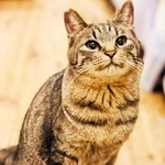 大型車のガレージ付近で保護された親子猫の子猫・ぶちゃくん