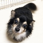 健康良好、性格もすこぶる良いチワックスの保護犬・レオ