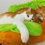 商店街で育った2匹の野良猫・富士オと鷹オ