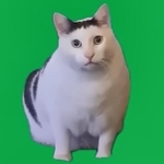 「はぁ？」で有名な猫ミームそっくりの猫がいました