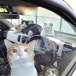 たくさんの猫と一緒に車中泊する飼い主夫婦を目撃、NPO法人に相談があったという（「ねこともやまなし」さん提供、Instagramよりキャプチャ撮影）