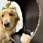 すんません（飼い主さん提供、Instagramよりキャプチャ撮影）