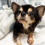 瀕死の状態で彷徨っているところを保護された老犬のチワワ・エア
