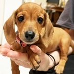 手の上に乗るほどの小さな体で動物愛護センターに収容されたどれみ