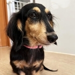 ネグレクトの末に遺棄されたとおぼしきダックスの保護犬・ばにら