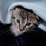 「子猫のために育休がとれる国になってほしい！」愛猫家の投稿がXで話題に（ねこといっしょさん提供）