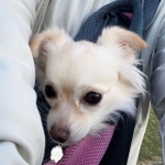 とにかく人間が怖くて仕方がない様子だったチワワの保護犬・柚子