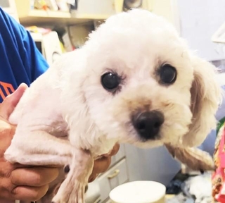 飼い主の高齢者の施設入所後、その家でひとりで過ごしていたミトンちゃん