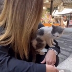 おかげ横丁で出会った子猫（投稿からスクショ）