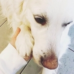 2023年、多くの人たちから注目されたPETSの看板犬・めご