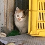 心ある人からの一報で保護されることになった白ミケの子猫