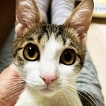 TNRのために捕獲された悟空くんの体には、重篤な持病がありました